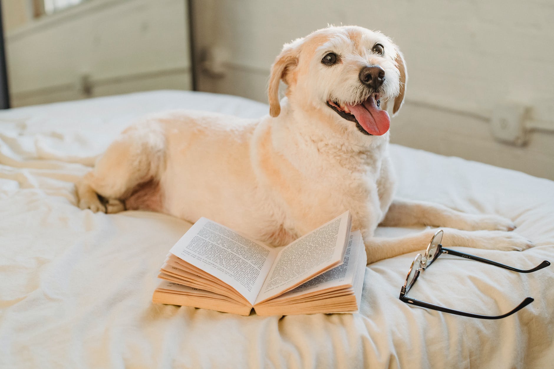 happy labrador retriever lying on bed with eyeglasses and book